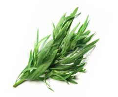 Tarragon
