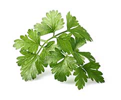 Italian Parsley