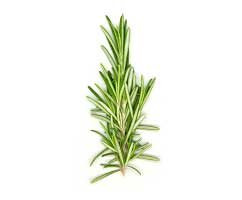 Rosemary